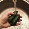 Armazenar fatias de pepino