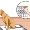 Combinando almofadas de cachorro e treinamento potty