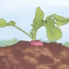 Colhendo rabanetes