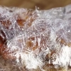 Costelas de aquecimento