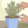 Plantação, cuidado e colheita de alecrim