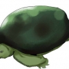 Cuidando das tartarugas