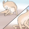 Reconhecendo a sarna em cães