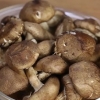 Preparando shitakes