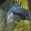 Criação de peixes de briga siameses