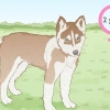 Criação de huskies siberianos