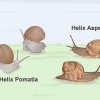 Criação de caracóis