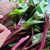 Preparar e cozinhar acelga