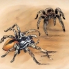 Mantendo aranhas como animais de estimação