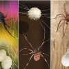 Matar ovos de aranha