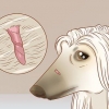 Remover marcas de pele em cães