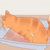 Reduzindo o estresse em gatos