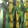 Plantando cana-de-açúcar
