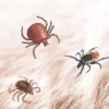 Remova carrapatos em cães