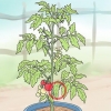 Poda de tomates do pátio