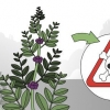 Testando se uma planta é comestível