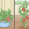 Cultivando tomates dentro de casa