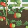 Amarre os tomates