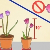 Cultivo de tulipas em vasos