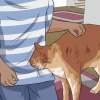 Desembaraçar o pelo do gato