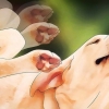 Livre-se dos piolhos do cachorro
