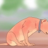 Livre-se de tênias em animais de estimação