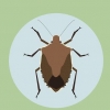 Livre-se de bugs de escudo