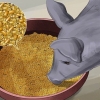 Alimentando porcos