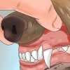 Reconhecendo o envenenamento em cães