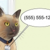 Movendo-se com um gato