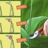 Cuidando de tulipas recém-colhidas