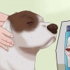 Matando pulgas em cães