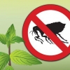 Remova as pulgas com hortelã