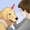 Tratamento de picadas de pulgas em cães