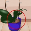 Cuidando das plantas de interior