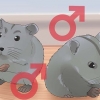 Cuidando de hamsters anões chineses