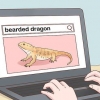 Cuidando de um dragão barbudo