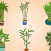 Cuidando de uma planta de bambu