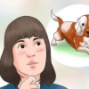 Cuidando de um filhote de beagle