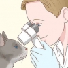 Cuidar de um gato cego