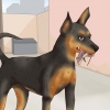 Cuidando de um pinscher miniatura