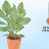 Cuidando de um ficus