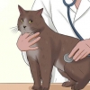 Cuidando de um gato com felv