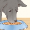 Cuidando de um labrador retriever