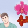 Cuidando de uma orquídea em sua casa