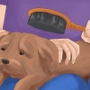 Cuidando de um shih tzu