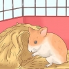 Cuidando de bebês de hamster