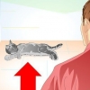 Cuidar do seu gato após a esterilização ou castração