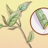 Poda de weigela