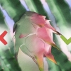 Saber se uma fruta do dragão está madura
